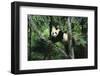 Giant Panda in the Forest-DLILLC-Framed Photographic Print