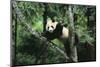 Giant Panda in the Forest-DLILLC-Mounted Photographic Print