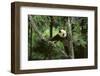 Giant Panda in the Forest-DLILLC-Framed Photographic Print