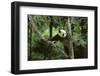 Giant Panda in the Forest-DLILLC-Framed Photographic Print