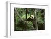 Giant Panda in the Forest-DLILLC-Framed Photographic Print