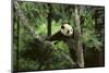 Giant Panda in the Forest-DLILLC-Mounted Photographic Print