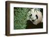 Giant Panda in the Forest-DLILLC-Framed Photographic Print