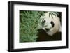 Giant Panda in the Forest-DLILLC-Framed Photographic Print