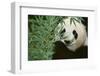 Giant Panda in the Forest-DLILLC-Framed Photographic Print