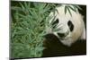 Giant Panda in the Forest-DLILLC-Mounted Photographic Print