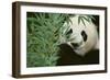 Giant Panda in the Forest-DLILLC-Framed Photographic Print