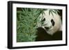 Giant Panda in the Forest-DLILLC-Framed Photographic Print