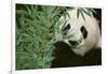 Giant Panda in the Forest-DLILLC-Framed Photographic Print