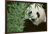 Giant Panda in the Forest-DLILLC-Framed Photographic Print