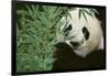 Giant Panda in the Forest-DLILLC-Framed Photographic Print