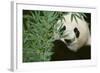 Giant Panda in the Forest-DLILLC-Framed Photographic Print