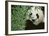 Giant Panda in the Forest-DLILLC-Framed Photographic Print