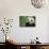 Giant Panda in the Forest-DLILLC-Mounted Photographic Print displayed on a wall