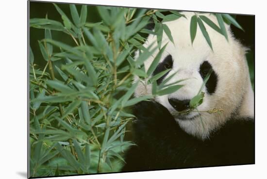 Giant Panda in the Forest-DLILLC-Mounted Photographic Print