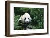 Giant Panda in the Forest-DLILLC-Framed Photographic Print