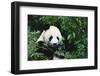 Giant Panda in the Forest-DLILLC-Framed Photographic Print