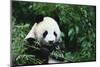 Giant Panda in the Forest-DLILLC-Mounted Photographic Print