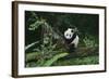 Giant Panda in the Forest-DLILLC-Framed Photographic Print