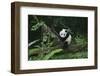 Giant Panda in the Forest-DLILLC-Framed Photographic Print