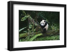 Giant Panda in the Forest-DLILLC-Framed Photographic Print