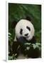 Giant Panda in the Forest-DLILLC-Framed Photographic Print