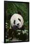 Giant Panda in the Forest-DLILLC-Framed Photographic Print