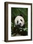 Giant Panda in the Forest-DLILLC-Framed Photographic Print