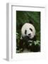 Giant Panda in the Forest-DLILLC-Framed Photographic Print