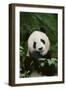 Giant Panda in the Forest-DLILLC-Framed Photographic Print