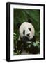 Giant Panda in the Forest-DLILLC-Framed Photographic Print