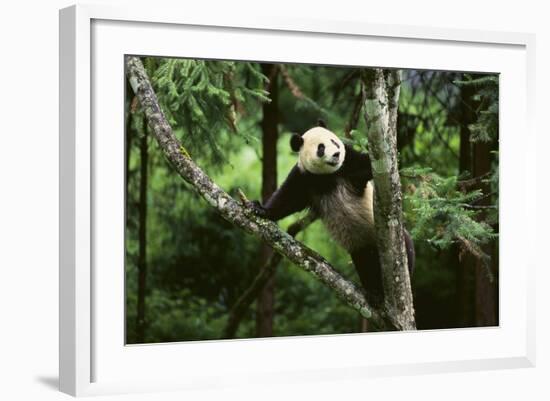 Giant Panda in the Forest-DLILLC-Framed Photographic Print