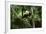 Giant Panda in the Forest-DLILLC-Framed Photographic Print