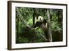 Giant Panda in the Forest-DLILLC-Framed Photographic Print