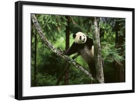 Giant Panda in the Forest-DLILLC-Framed Photographic Print