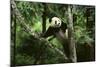 Giant Panda in the Forest-DLILLC-Mounted Photographic Print