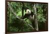 Giant Panda in the Forest-DLILLC-Framed Photographic Print