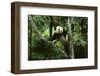 Giant Panda in the Forest-DLILLC-Framed Photographic Print