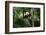 Giant Panda in the Forest-DLILLC-Framed Photographic Print