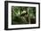 Giant Panda in the Forest-DLILLC-Framed Photographic Print