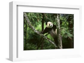 Giant Panda in the Forest-DLILLC-Framed Photographic Print