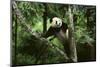 Giant Panda in the Forest-DLILLC-Mounted Photographic Print