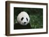 Giant Panda in the Forest-DLILLC-Framed Photographic Print