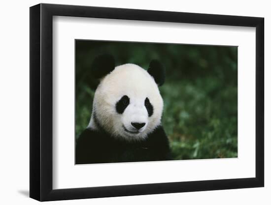 Giant Panda in the Forest-DLILLC-Framed Photographic Print