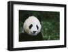 Giant Panda in the Forest-DLILLC-Framed Photographic Print