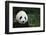 Giant Panda in the Forest-DLILLC-Framed Photographic Print