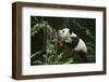 Giant Panda in the Forest-DLILLC-Framed Photographic Print