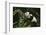 Giant Panda in the Forest-DLILLC-Framed Photographic Print