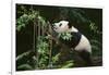 Giant Panda in the Forest-DLILLC-Framed Photographic Print