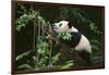 Giant Panda in the Forest-DLILLC-Framed Photographic Print